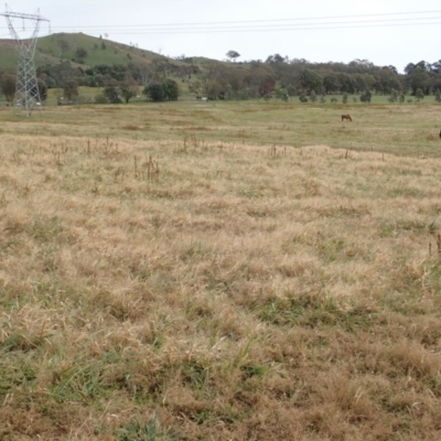 Panicum capillare/hillmanii (Exotic/Invasive Panic Grass) at Cook, ACT - 26 May 2020 by CathB