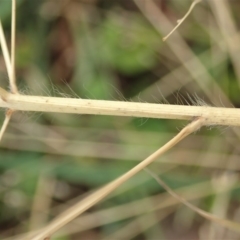 Panicum capillare/hillmanii at Cook, ACT - 26 May 2020