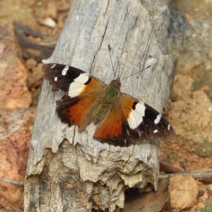 Vanessa itea at Stromlo, ACT - 25 May 2020 02:38 PM