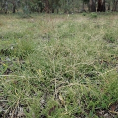 Panicum capillare/hillmanii (Exotic/Invasive Panic Grass) at Mount Painter - 26 May 2020 by CathB
