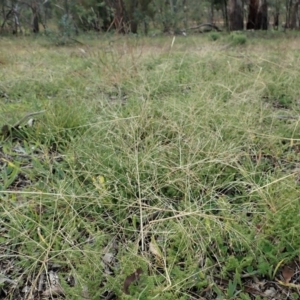 Panicum capillare/hillmanii at Cook, ACT - 26 May 2020 11:01 AM