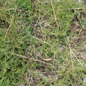 Panicum capillare/hillmanii at Cook, ACT - 26 May 2020