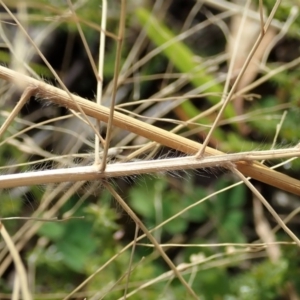 Panicum capillare/hillmanii at Cook, ACT - 26 May 2020 11:01 AM