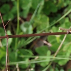 Panicum capillare/hillmanii at Cook, ACT - 26 May 2020