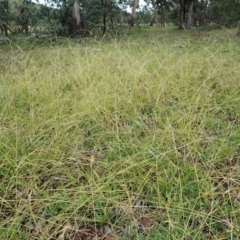 Microlaena stipoides (Weeping Grass) at Cook, ACT - 26 May 2020 by CathB