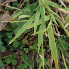 Microlaena stipoides at Cook, ACT - 26 May 2020