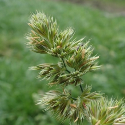 Dactylis glomerata (Cocksfoot) at Cook, ACT - 26 May 2020 by CathB