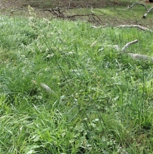 Dactylis glomerata at Cook, ACT - 26 May 2020