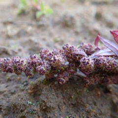 Amaranthus retroflexus (Redroot Amaranth) at Mount Painter - 27 May 2020 by CathB