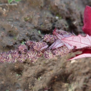 Amaranthus retroflexus at Cook, ACT - 27 May 2020 12:56 PM