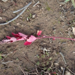 Amaranthus retroflexus at Cook, ACT - 27 May 2020