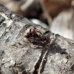 Pogonortalis doclea at Cook, ACT - 25 May 2020