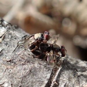 Pogonortalis doclea at Cook, ACT - 25 May 2020