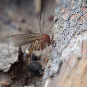 Mycetophilidae (family) at Cook, ACT - 18 May 2020 02:29 PM