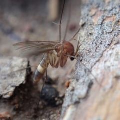 Mycetophilidae (family) at Cook, ACT - 18 May 2020 02:29 PM