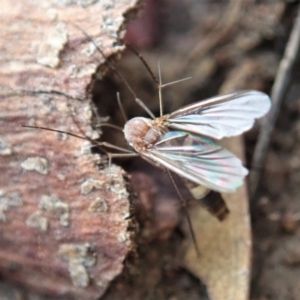 Mycetophilidae (family) at Cook, ACT - 18 May 2020