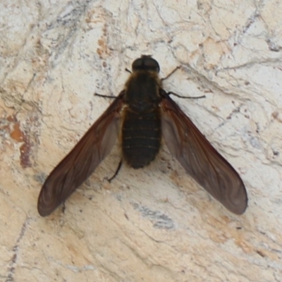 Comptosia sp. (genus) (Unidentified Comptosia bee fly) at Rosedale, NSW - 17 Jan 2020 by jb2602