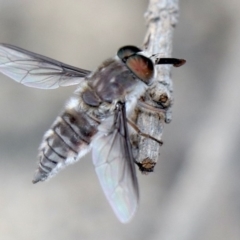 Trichophthalma sp. (genus) (Tangle-vein fly) at Rosedale, NSW - 17 Jan 2020 by jbromilow50