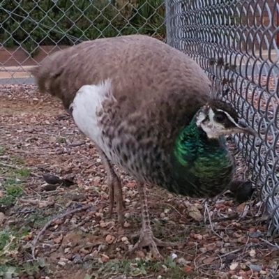 Pavo cristatus (Indian Peafowl) at Mount Majura - 27 May 2020 by waltraud