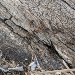 Papyrius nitidus (Shining Coconut Ant) at Lake Ginninderra - 28 May 2020 by MattM