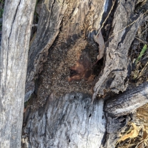 Papyrius nitidus at Belconnen, ACT - suppressed