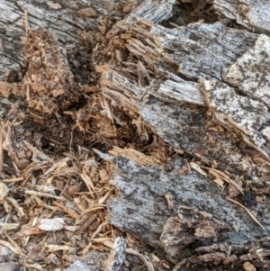 Papyrius nitidus at Belconnen, ACT - suppressed