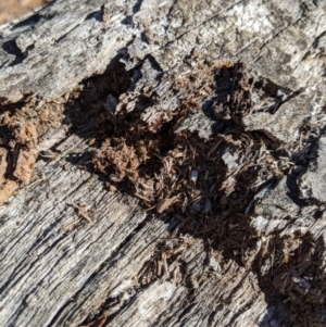 Papyrius nitidus at Belconnen, ACT - suppressed