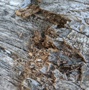 Papyrius nitidus at Belconnen, ACT - suppressed