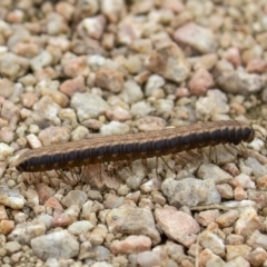 Diplopoda (class) (Unidentified millipede) at Fyshwick, ACT - 28 May 2020 by CedricBear