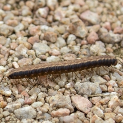 Diplopoda (class) (Unidentified millipede) at Fyshwick, ACT - 28 May 2020 by CedricBear