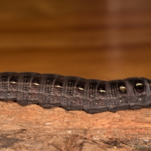 Hippotion scrofa at Melba, ACT - 6 May 2020