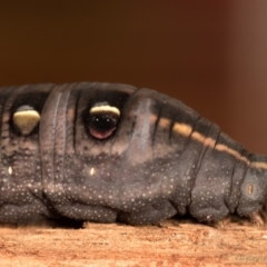 Hippotion scrofa at Melba, ACT - 6 May 2020