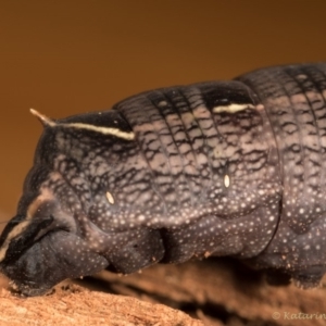 Hippotion scrofa at Melba, ACT - 6 May 2020