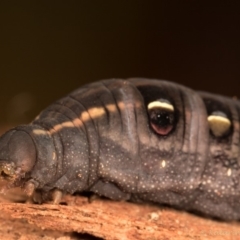 Hippotion scrofa at Melba, ACT - 6 May 2020