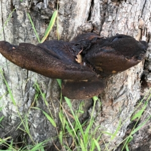 Fistulina sp. at Weetangera, ACT - 24 May 2020