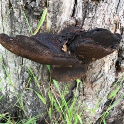 Fistulina sp. (A Beefsteak fungus) at Weetangera, ACT - 24 May 2020 by Jar