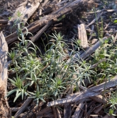 Linaria pelisseriana (Pelisser's Toadflax) at Hughes, ACT - 28 May 2020 by KL