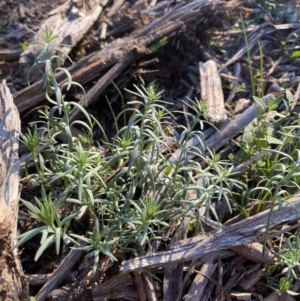 Linaria pelisseriana at Hughes, ACT - 28 May 2020