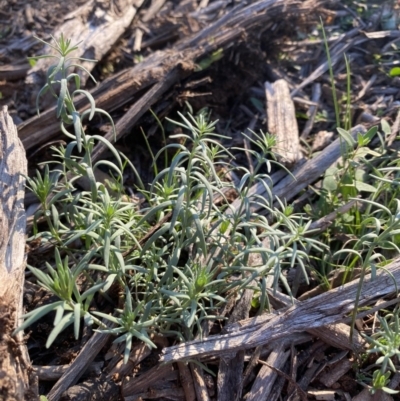 Linaria pelisseriana (Pelisser's Toadflax) at Hughes, ACT - 28 May 2020 by KL