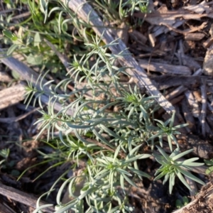 Linaria pelisseriana at Hughes, ACT - 28 May 2020