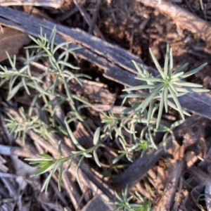 Linaria pelisseriana at Hughes, ACT - 28 May 2020