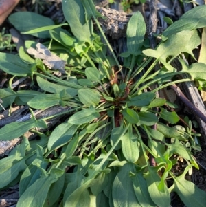 Rumex acetosella at Hughes, ACT - 28 May 2020