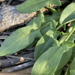 Rumex acetosella at Hughes, ACT - 28 May 2020