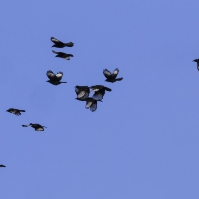 Corcorax melanorhamphos (White-winged Chough) at Acton, ACT - 28 May 2020 by AlisonMilton