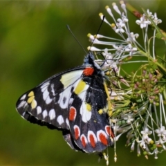 Delias aganippe (Spotted Jezebel) at Black Range, NSW - 8 Oct 2015 by AndrewMcCutcheon