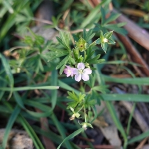 Geranium solanderi var. solanderi at Hughes, ACT - 28 May 2020 03:09 PM