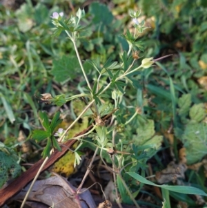 Geranium solanderi var. solanderi at Hughes, ACT - 28 May 2020