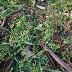 Geranium solanderi var. solanderi at Hughes, ACT - 28 May 2020 03:09 PM