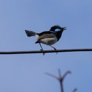 Malurus cyaneus at Hughes, ACT - 27 May 2020