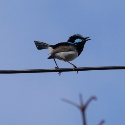 Malurus cyaneus (Superb Fairywren) at Hughes, ACT - 27 May 2020 by JackyF